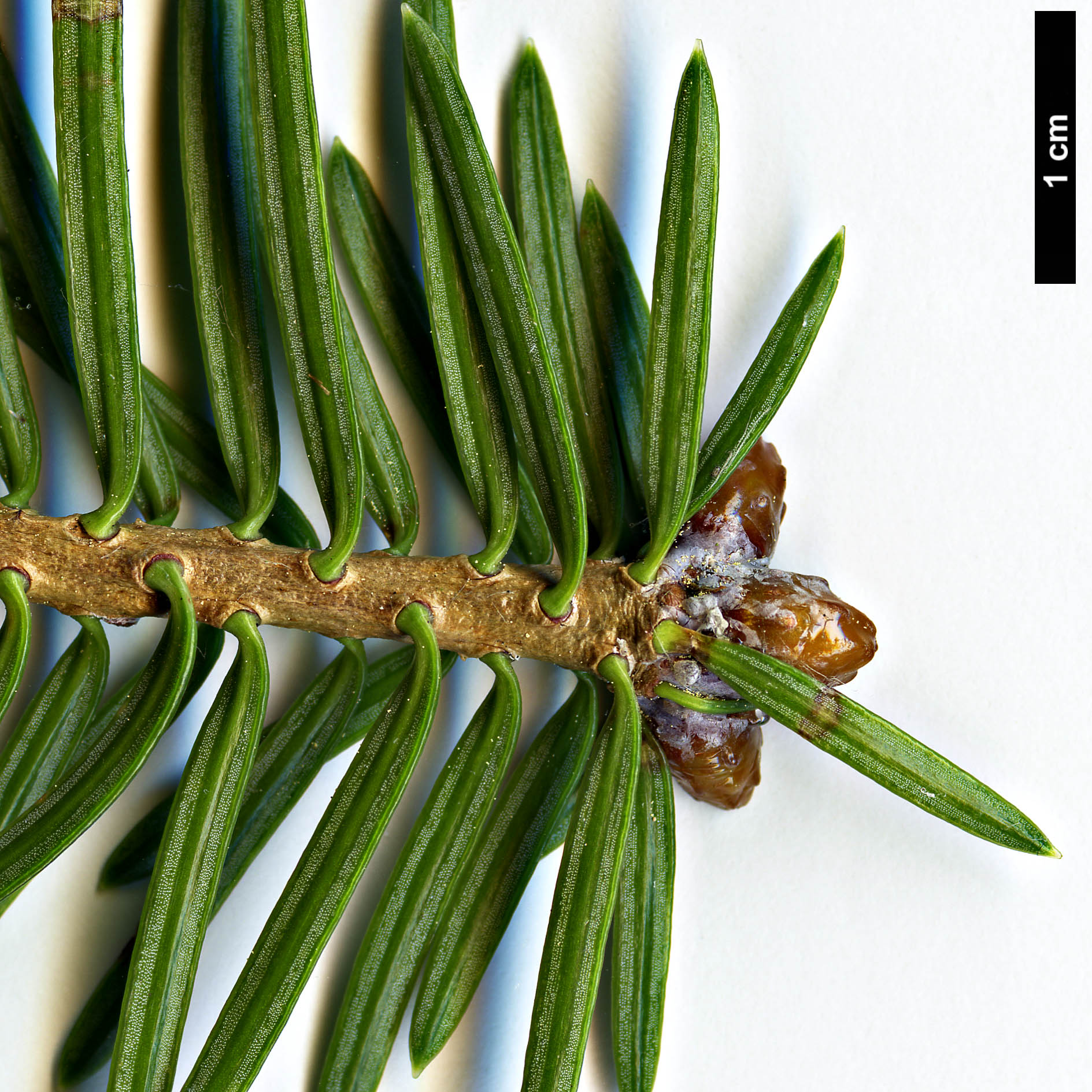 High resolution image: Family: Pinaceae - Genus: Abies - Taxon: recurvata - SpeciesSub: var. ernestii